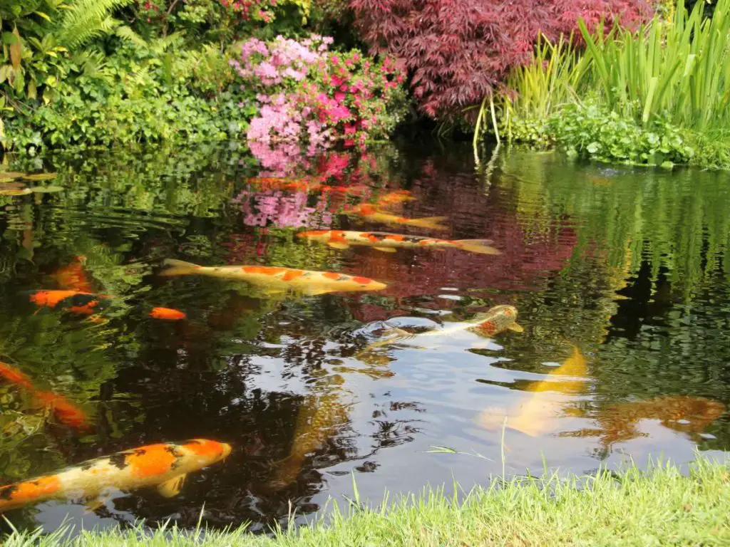 koi fish in an outdoor pond