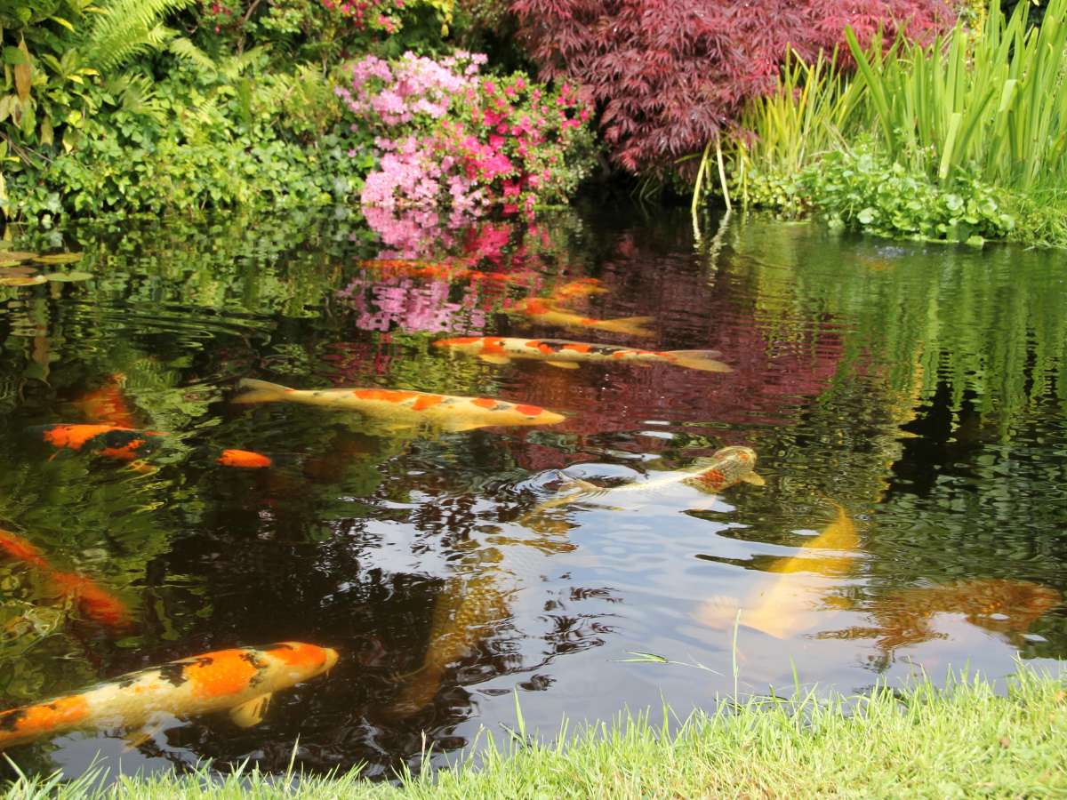 Best Koi Pond Bottom Drains Find the Perfect Debris Removal Solution