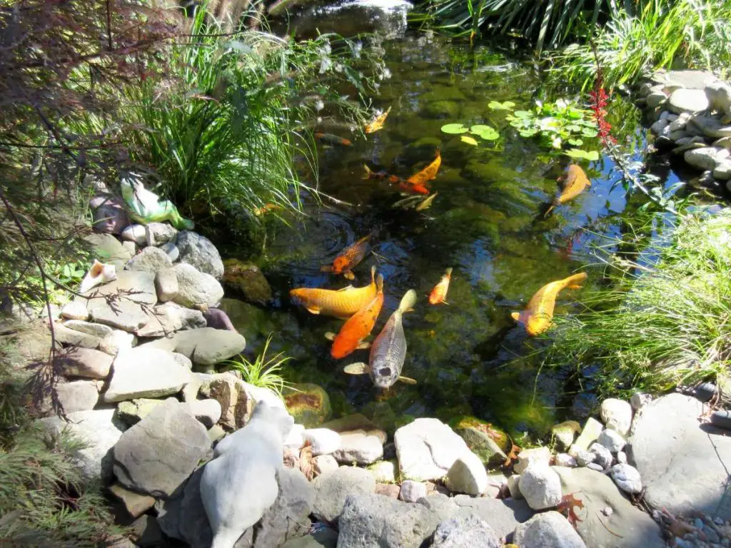 A stunning Koi pond full of colorful Koi fish.