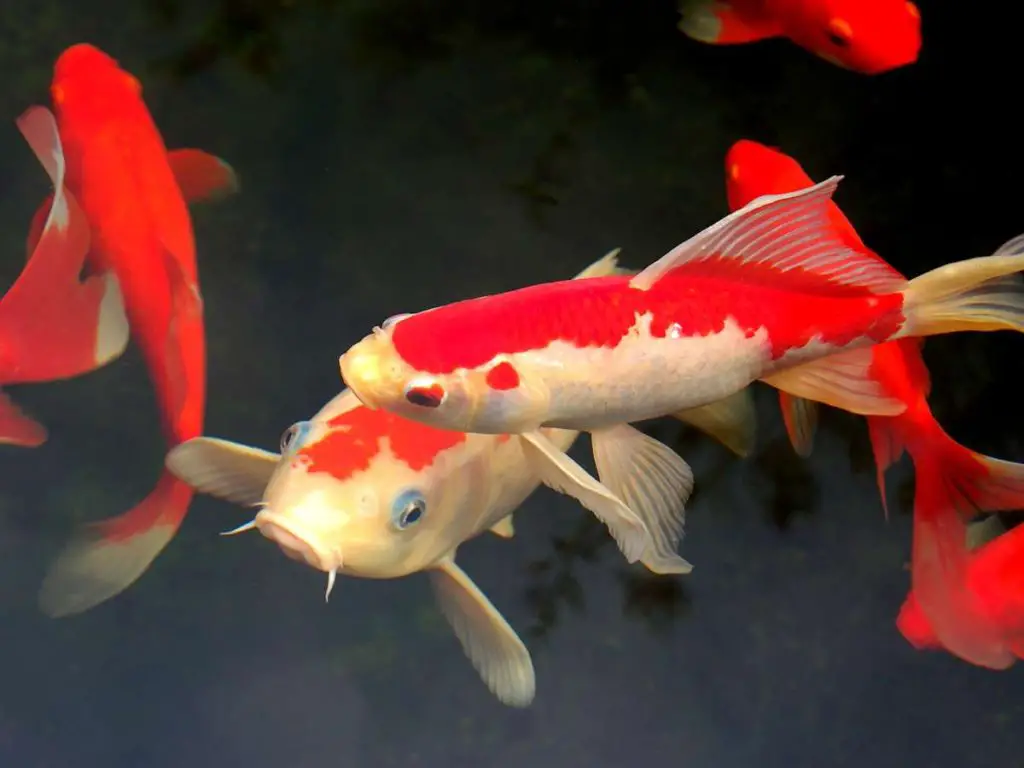 Orange and white Koi swimming around in a Koi pond.