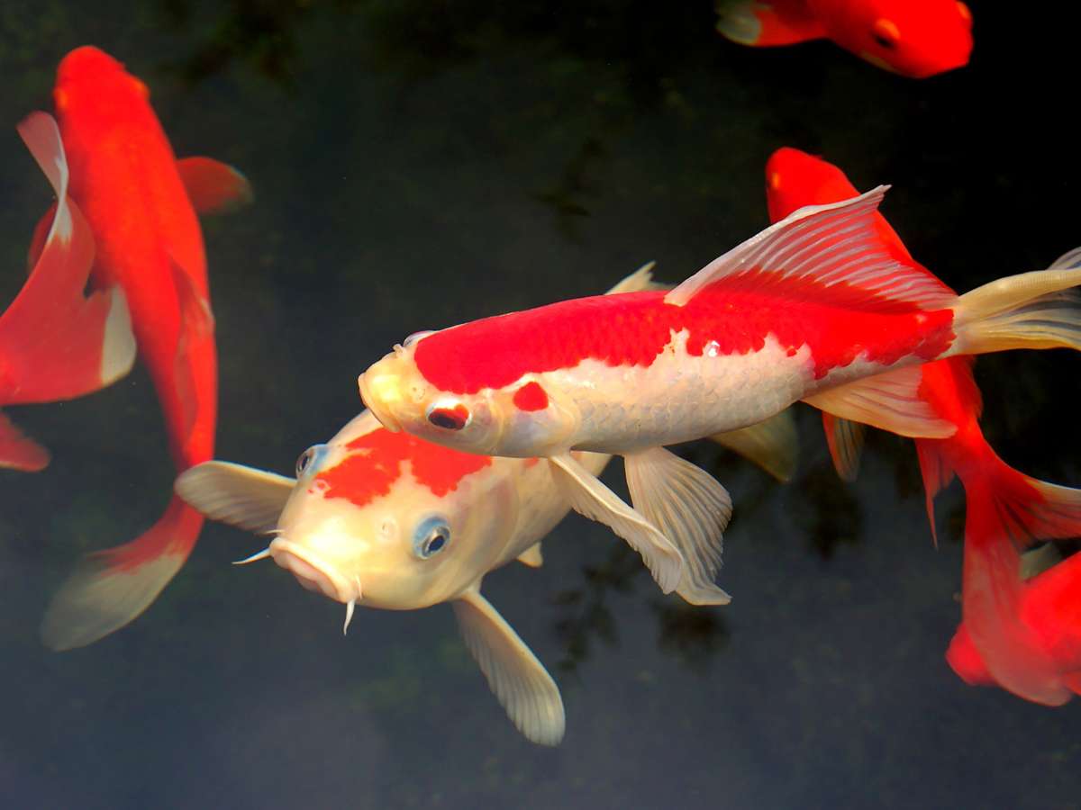 How Much Do Koi Fish Cost? Why Koi Cost So Much More Than Other Fish