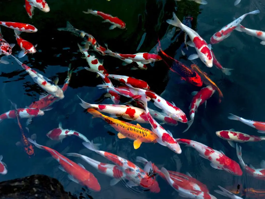 A huge glint of Koi fish swimming together in a pond.