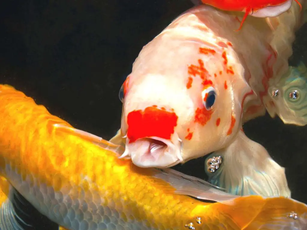 koi fish swimming next to the back of another koi fish