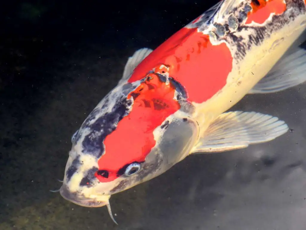 big koi fish swimming at the top of dark water