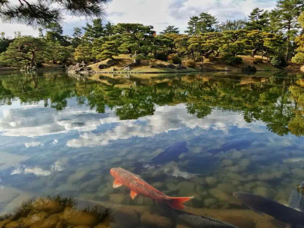 A large orange and white koi fish near the surface of a large pond.