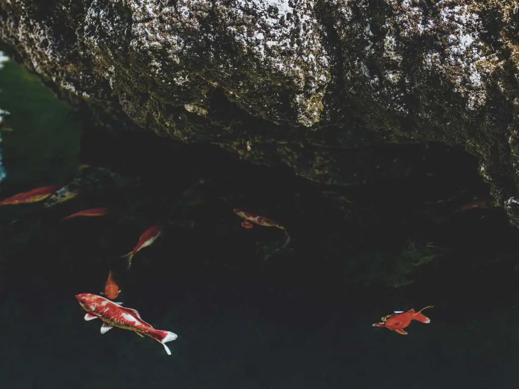 A large rock dividing a Koi pond.