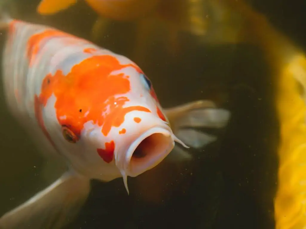 A white and orange koi fish with its mouth open.