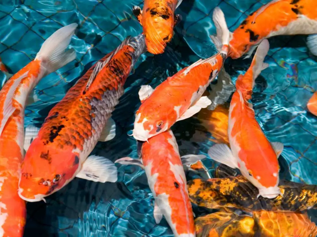 brightly colored koi fish
