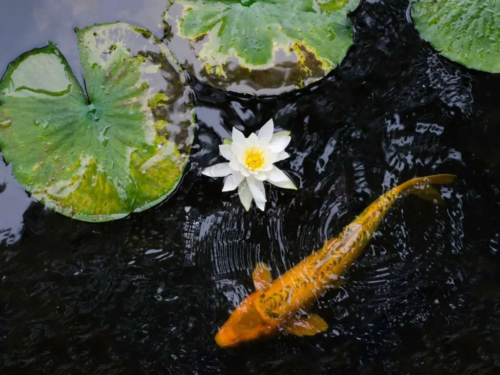 koi fish swimming in a pond next to a flower