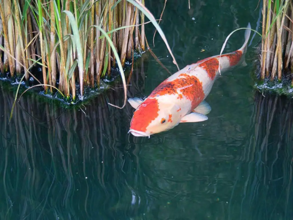 A colorful white and orange koi fish swimming through reeds in a pond.
