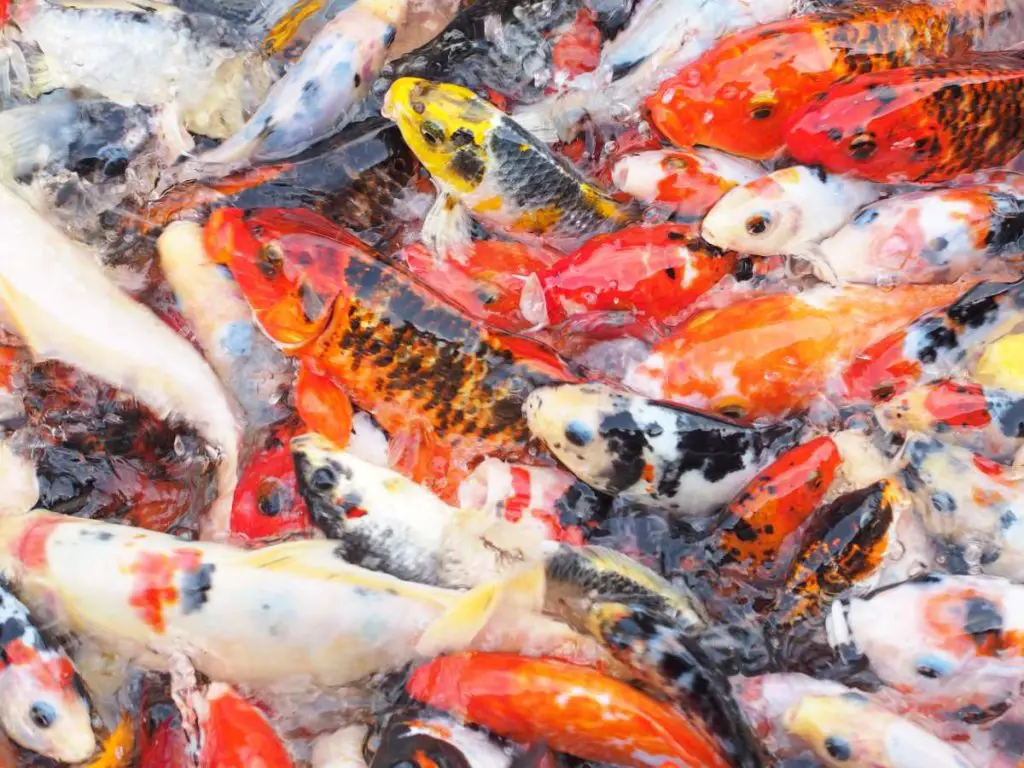 big mass of koi fish in a pond