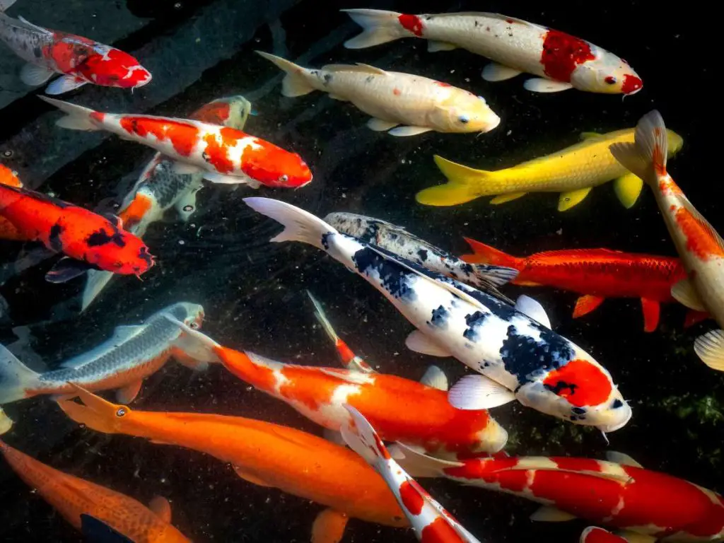 big group of koi fish swimming closely together