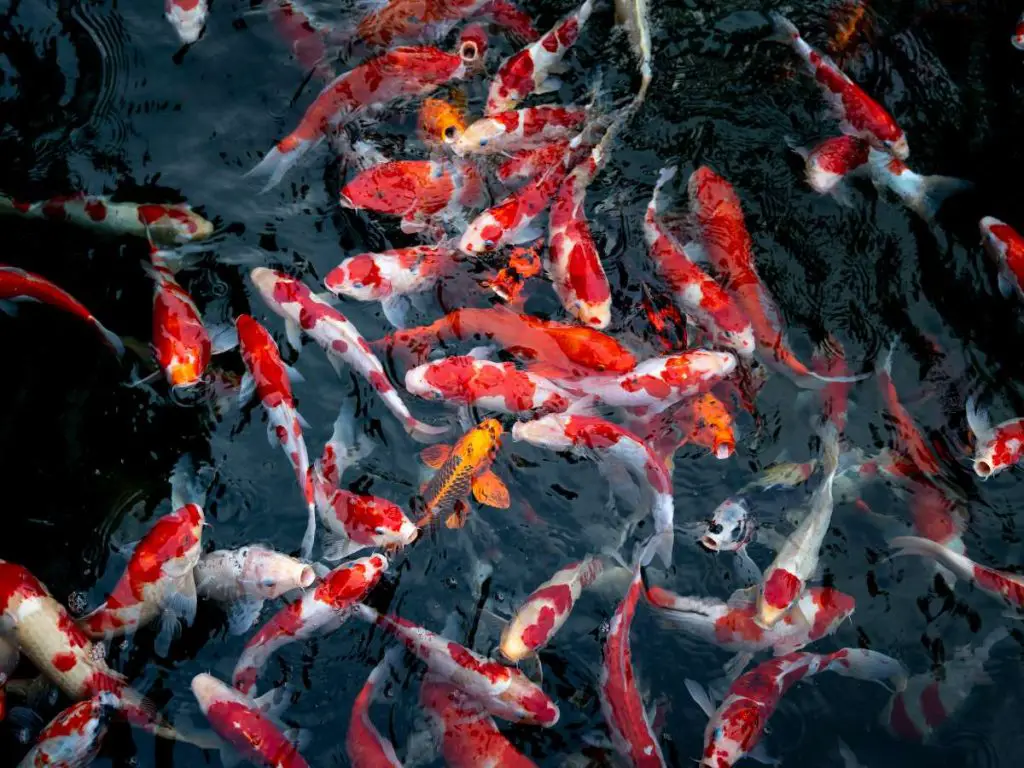 a lot of koi fish swimming together in a pond
