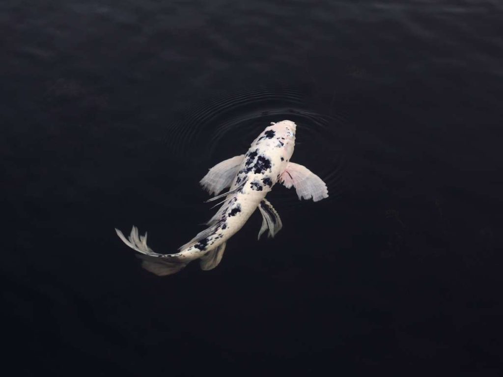 A large white Koi fish swimming alone in a pond.