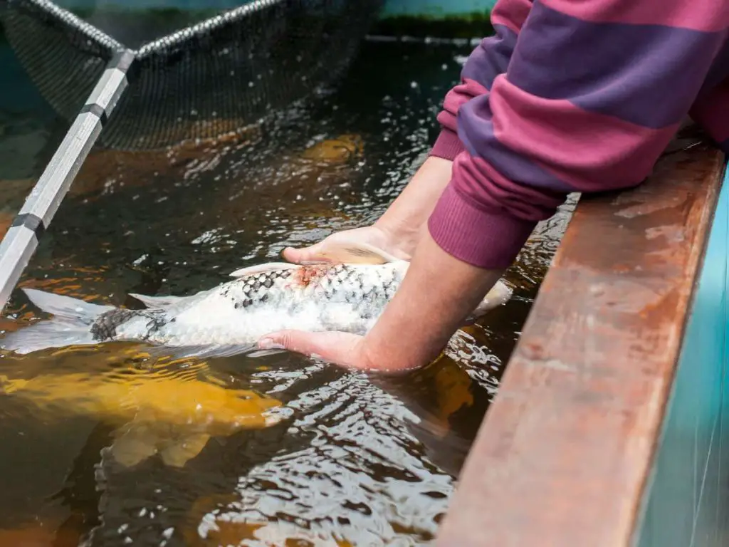 koi fish veterinarian inspecting a fish