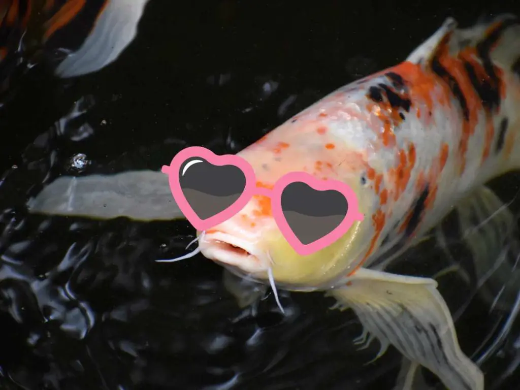 koi fish wearing pink heart sunglasses
