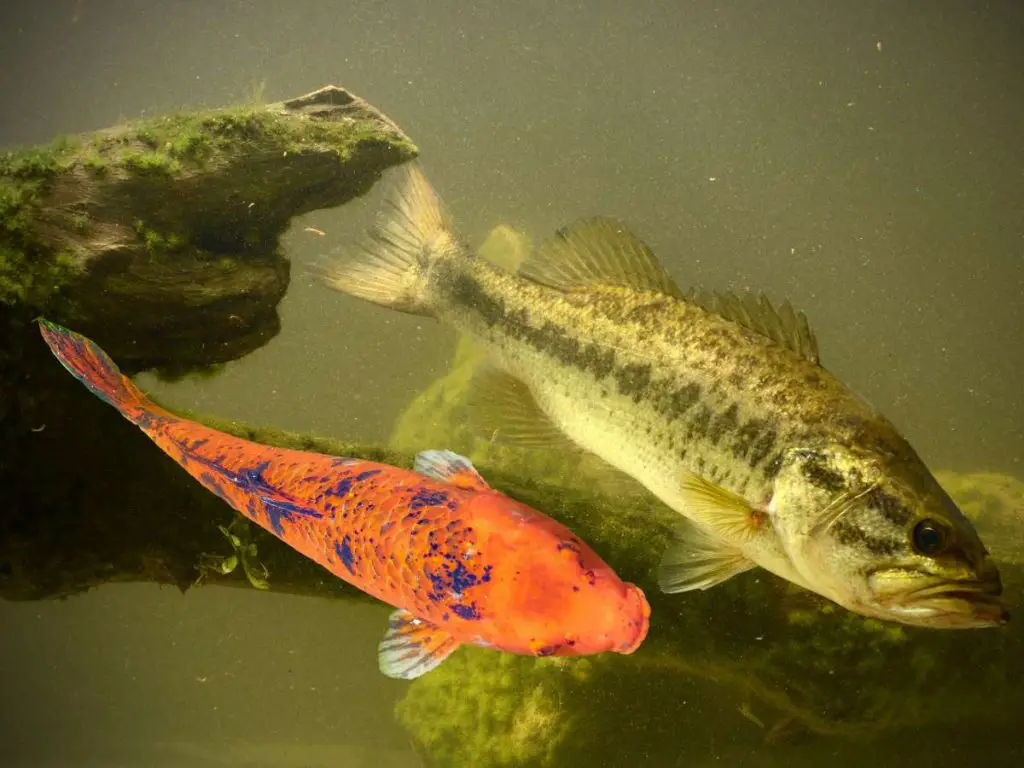 A bass fish swimming alongside an orange koi fish.
