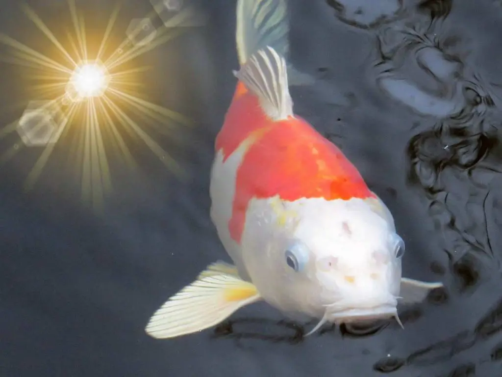 koi fish with a sun shining in the background