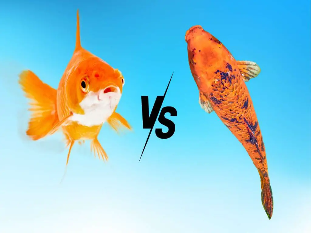 A goldfish vs a Koi fish.
