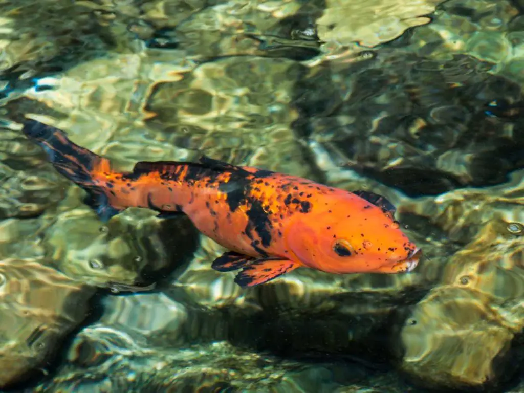 orange and black koi fish