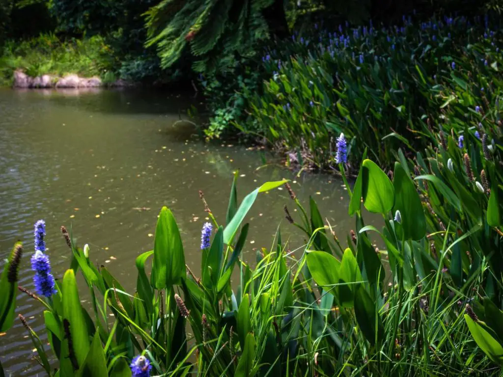 A fish pond with lush flowering plants along its edges.