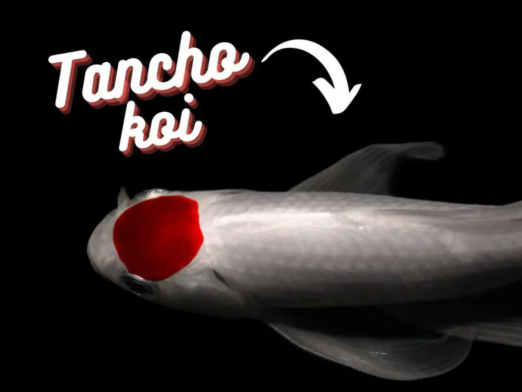 a single round spot tancho koi