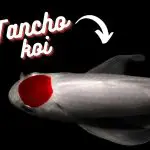 a single round spot tancho koi