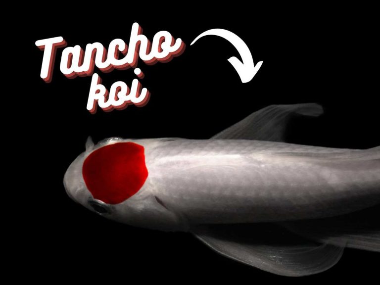 Tancho Koi Fish Guide: Mastering Care, Selection, and Behavior