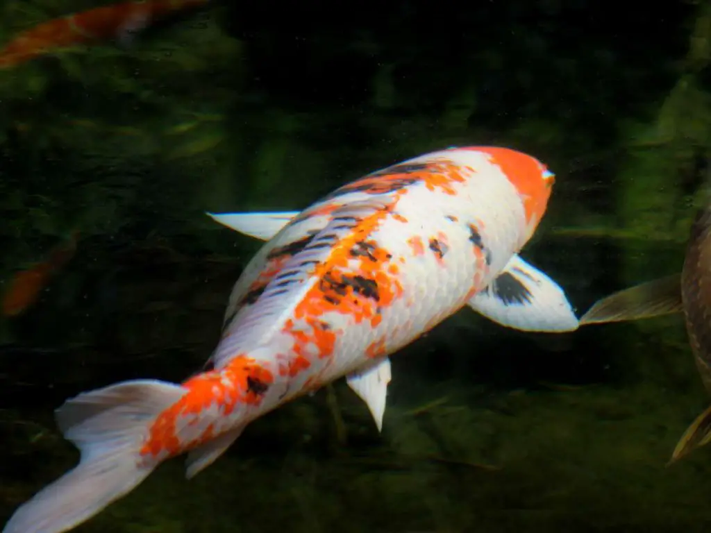 A lone sanke koi fish swimming from behind.