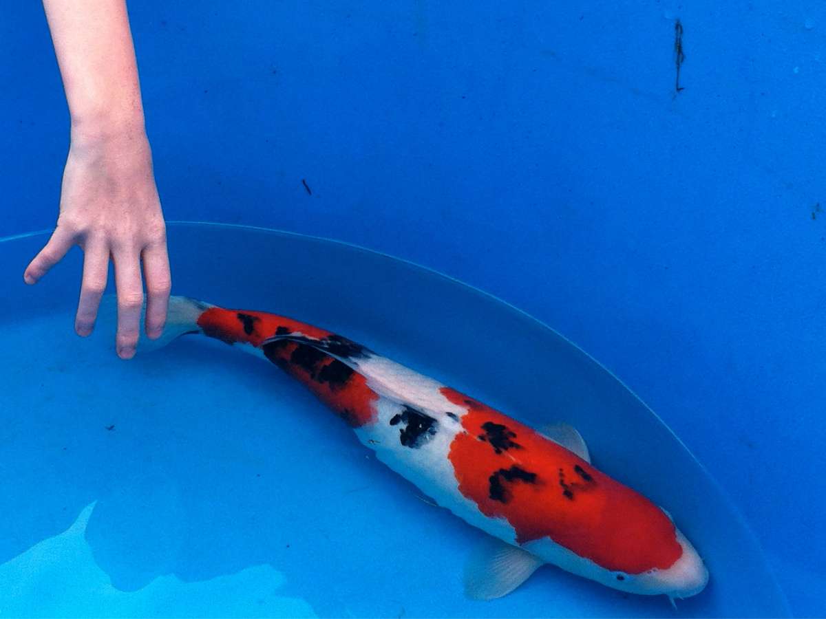 A captive Sanke Koi swimming in a shallow pool with a hand reaching down to touch it.