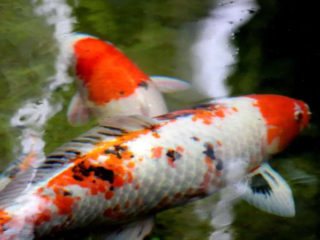 A sanke Koi swimming in its natural habitat near other Koi.