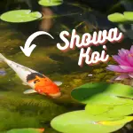 showa koi swimming near lily pads