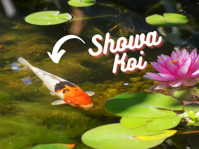 Showa Koi Guide: How (And WHY!) To Breed & Raise These Colorful Fish
