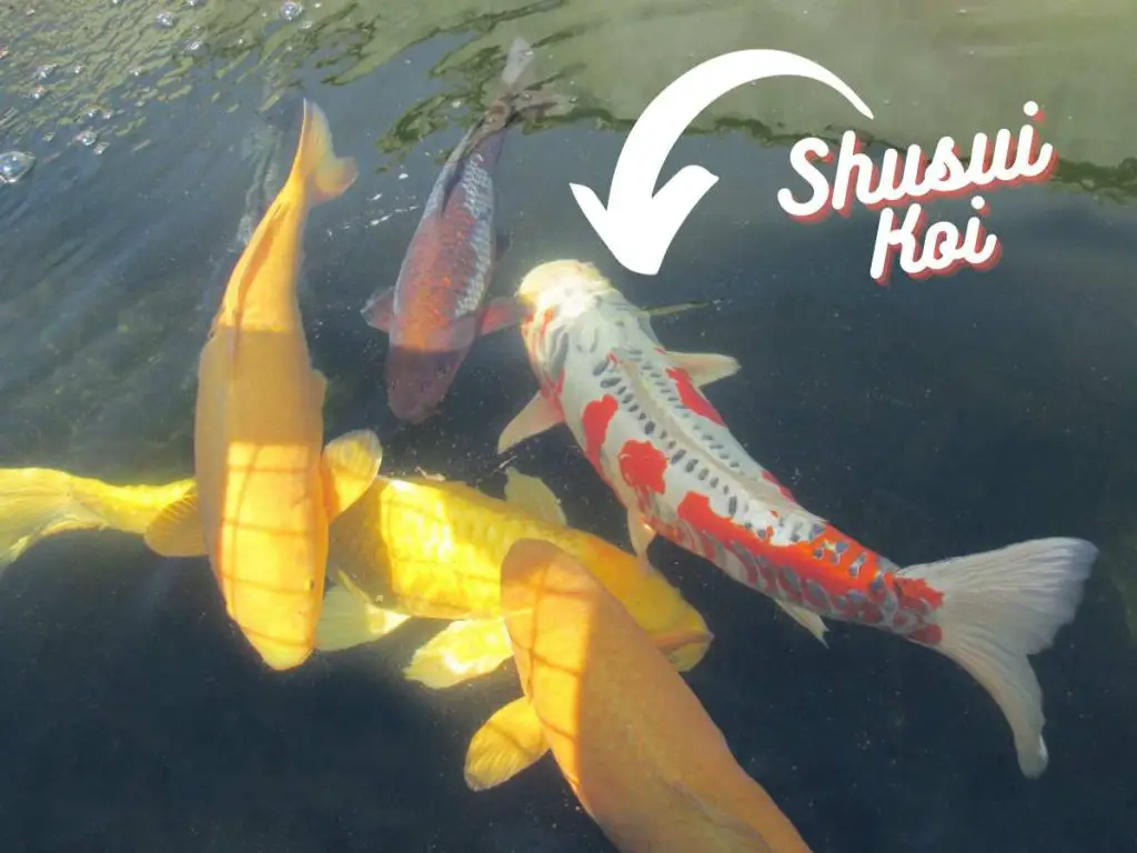 shusui koi swimming with four other koi fish
