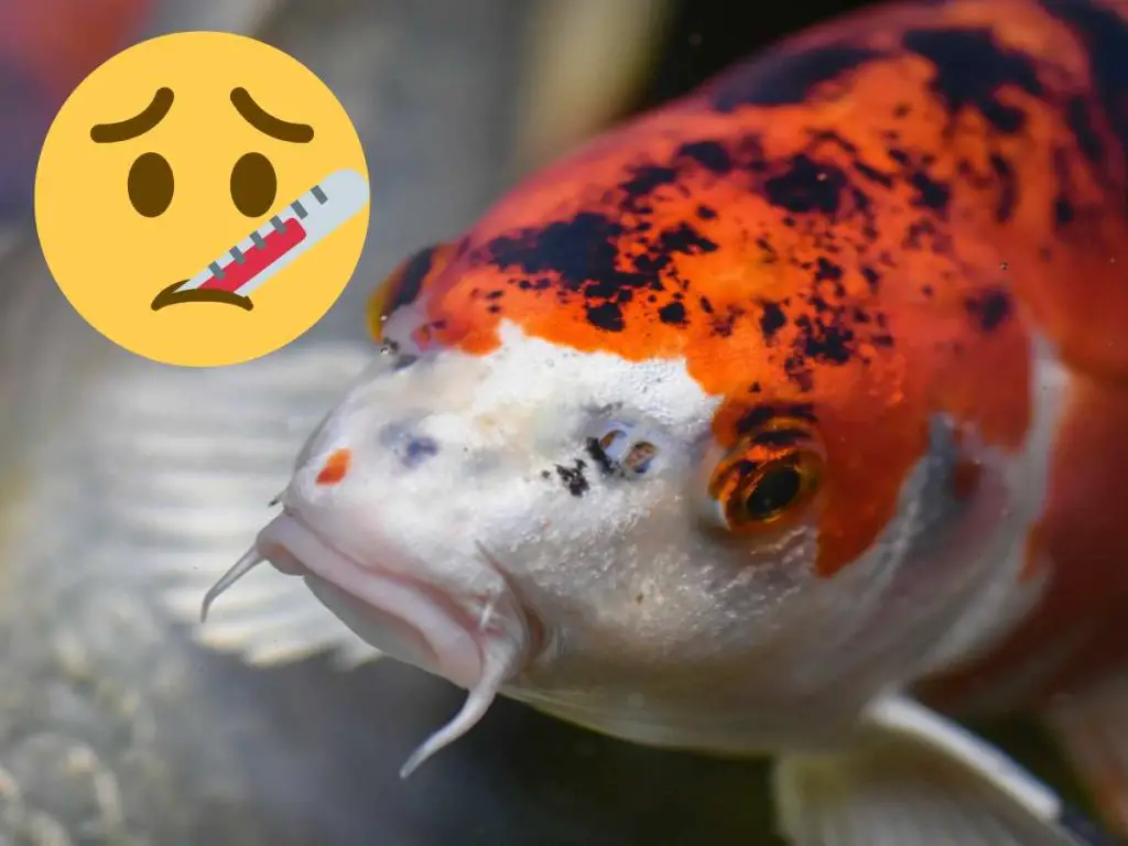 close up of koi fish face with a graphic of a sick face emoji in the corner