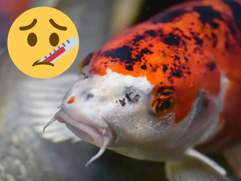 Effective Ways to Treat Koi Fin Rot and Prevent Future Outbreaks