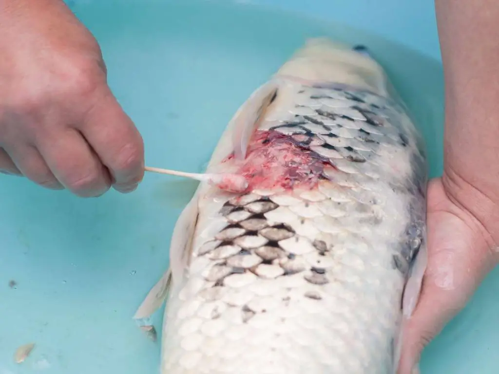 A veterinarian applying topical antibiotics to a fish ulcer.