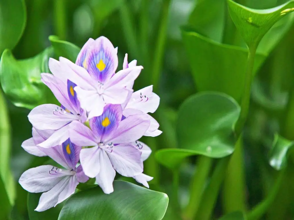 Water hyacinth plant near a Koi pond.