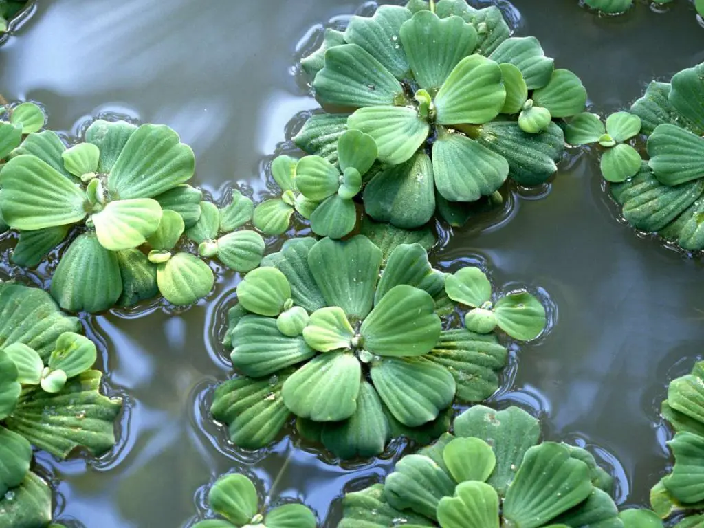The surface of a fish pond covered in lush water lettuce plants.