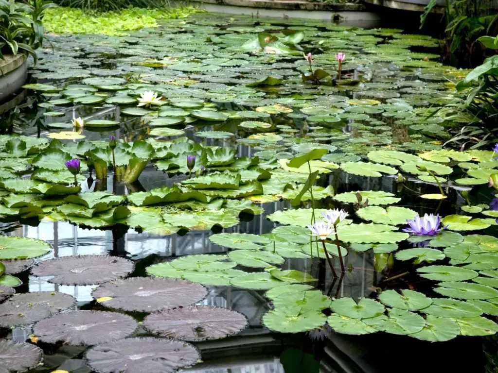 A pond covered in water lillies.