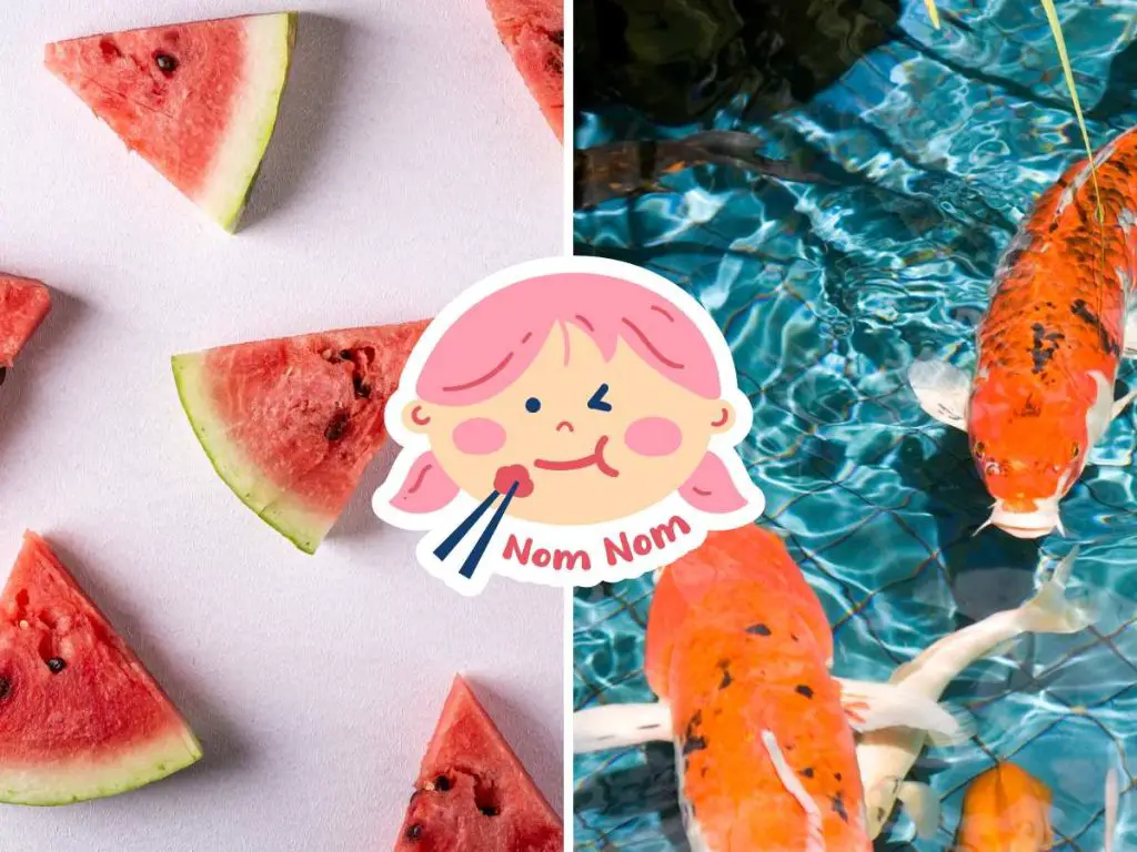side by side picture of watermelon and koi fish