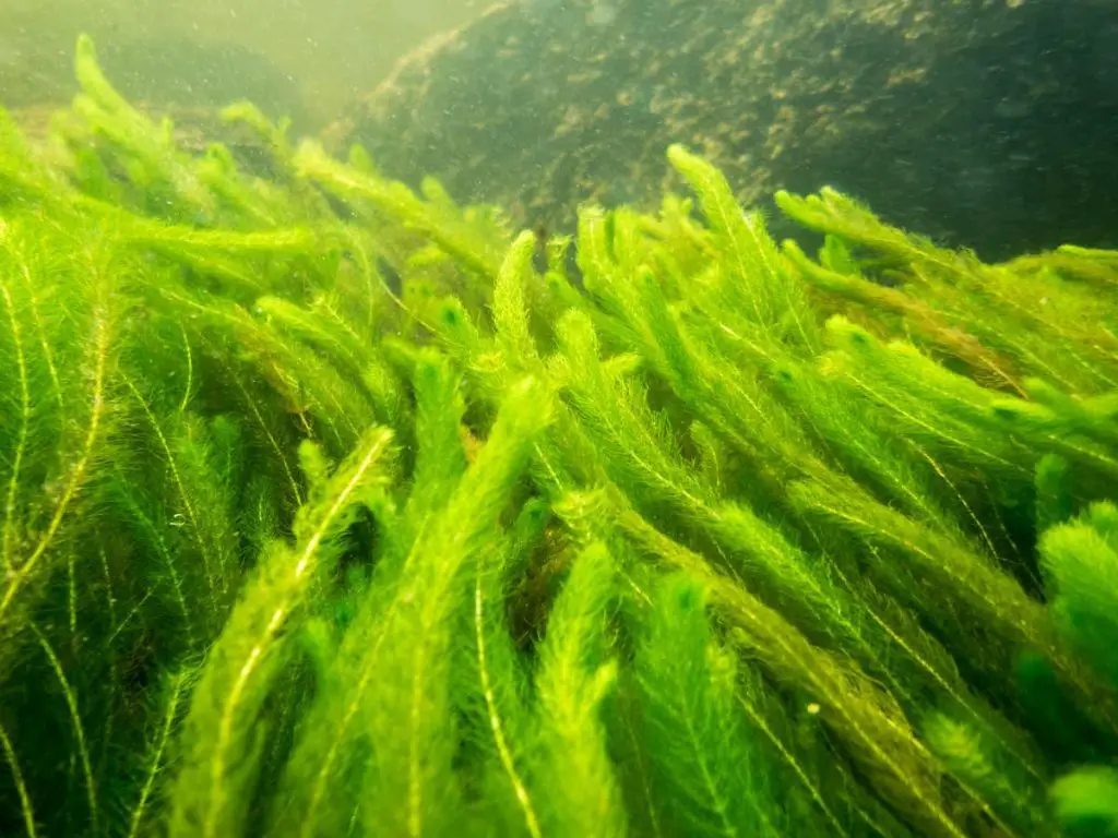 Bright green watermilfoil plants underwater in a fish pond.