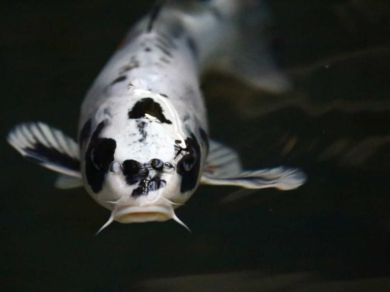 white and black koi