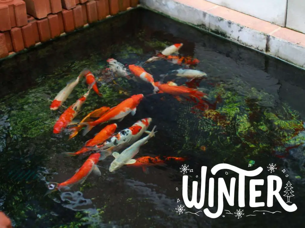 A koi pond with koi fish swimming around during the colder months of winter.